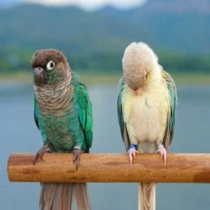 Turquoise Green Cheek Conure couple