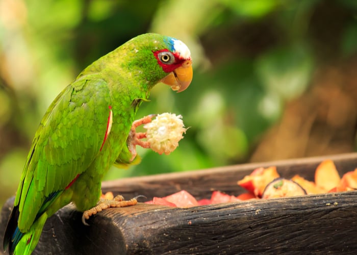 amazon parrot diet