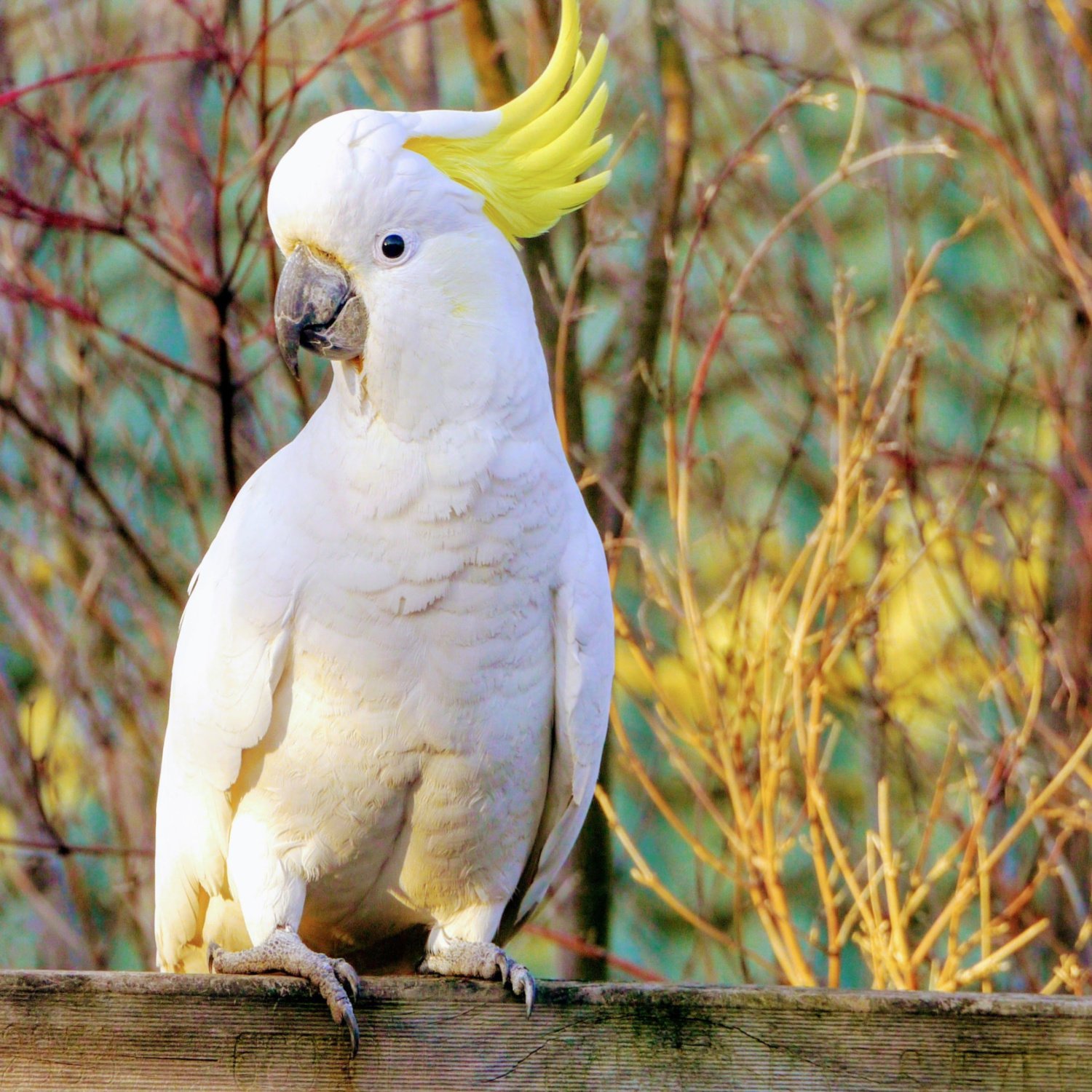 Talking Birds On Youtube - klxxl7e