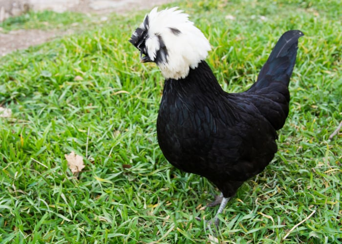 black sultan chickens