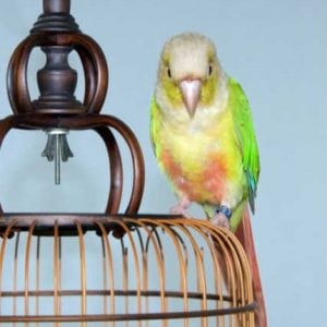 cinnamon green cheek conure