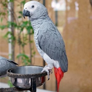 congo african grey