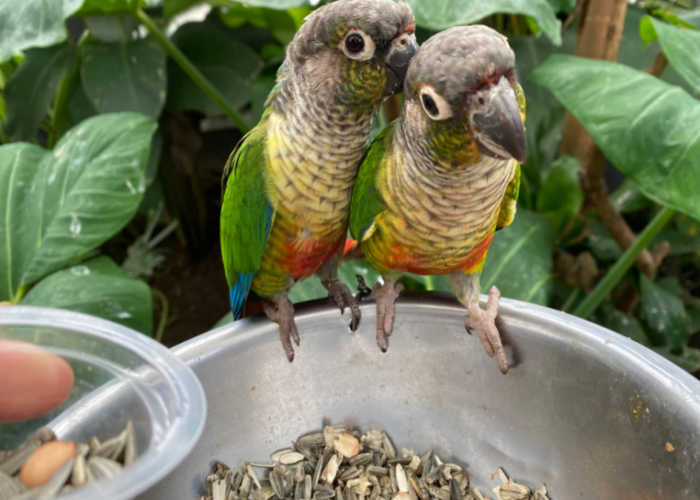 green cheek conure diet