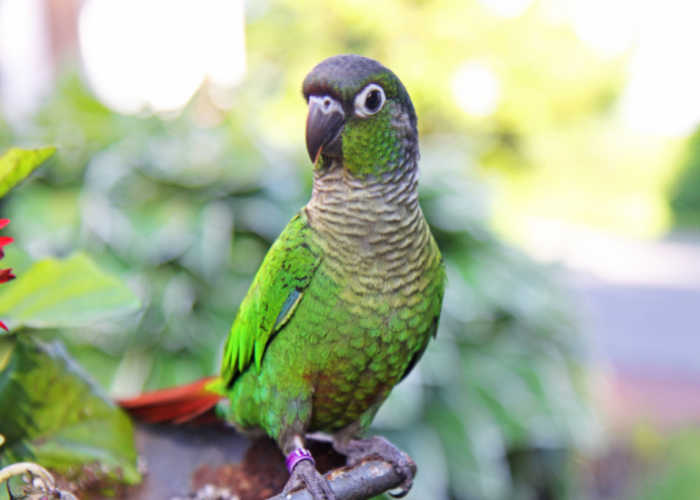 GreenCheeked Conure — Facts You Should Know About This Bird