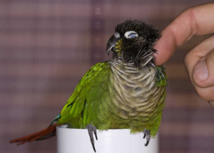 green cheeked conure temperament