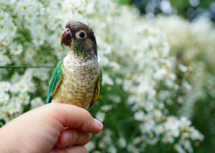 is green cheeked conure the right bird for you