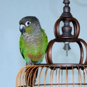 normal green cheek conure