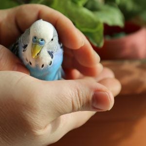 Small talking birds: Budgie
