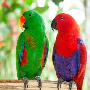 Speaking birds: Eclectus Parrots