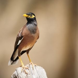 Speaking birds: Myna Bird