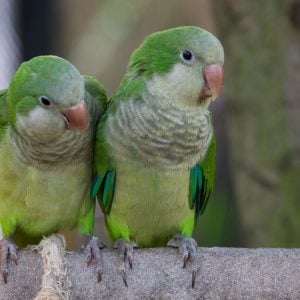 Best family friendly parrots: Quaker Parakeet