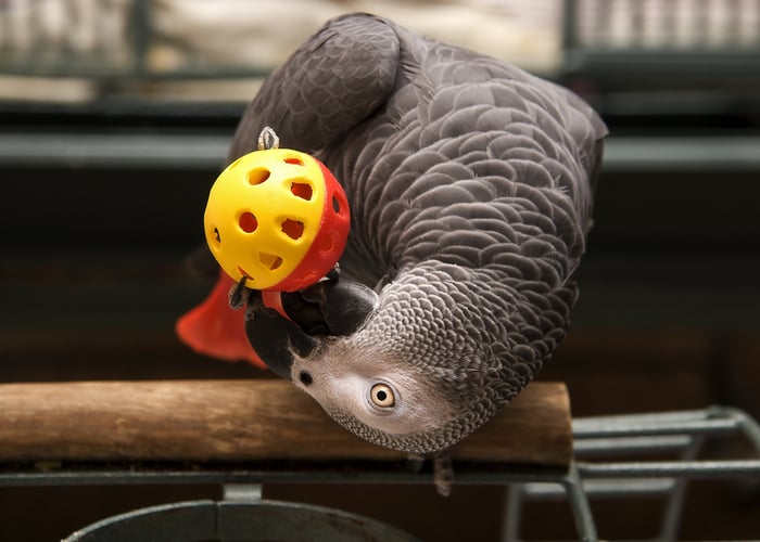 toys for African grey parrot
