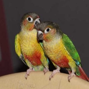 yellow sided green cheek conure