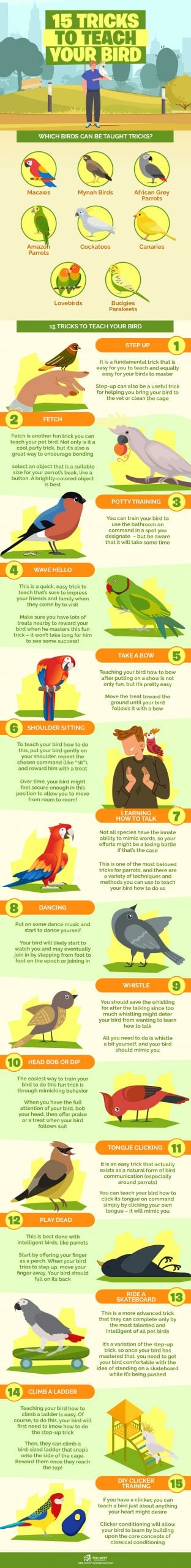 15 Tricks to Teach Your Bird infographics