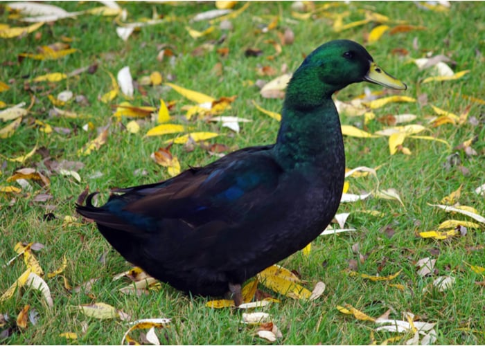 Black duck breeds deals