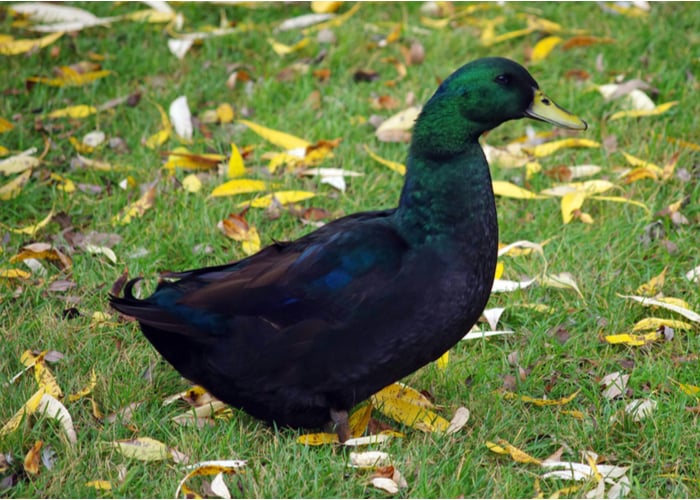 11 Black Duck Breeds You Should Know About