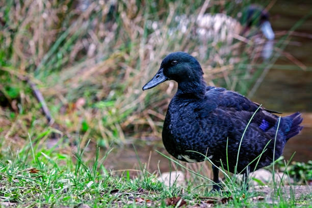 11 Black Duck Breeds You Should Know About