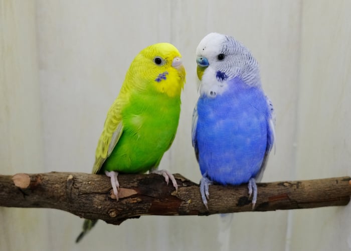Pet Blue Birds pet-blue-birds
