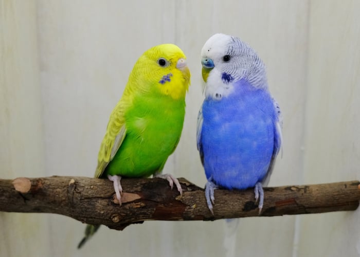 Cheapest pet bird to buy - Budgies