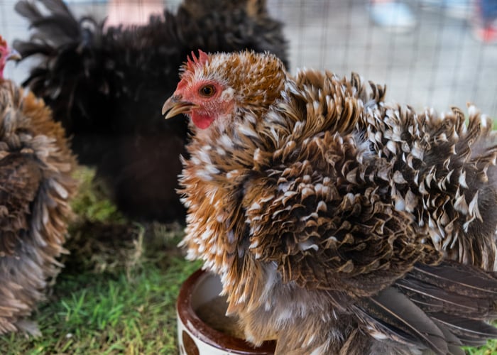Cute chicken breeds- Frizzle chicken