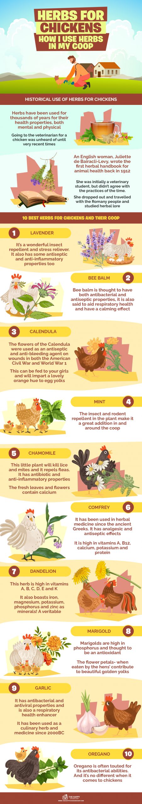 Herbs for Chickens infographics