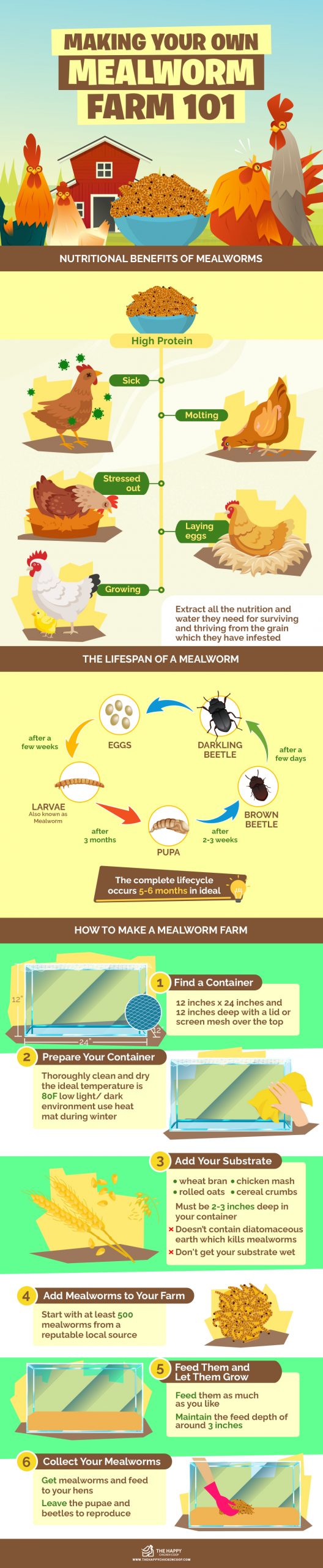 Make Your Own Mealworm Farm infographics