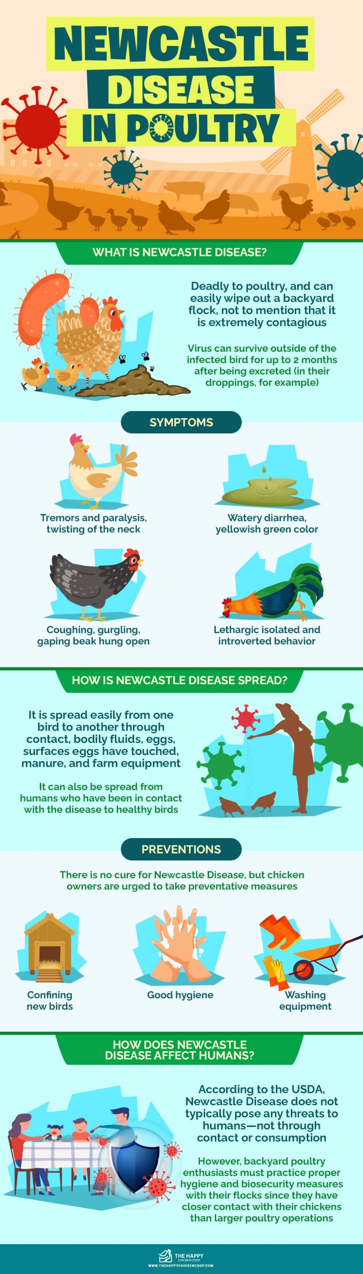 Newcastle Disease In Poultry infographics