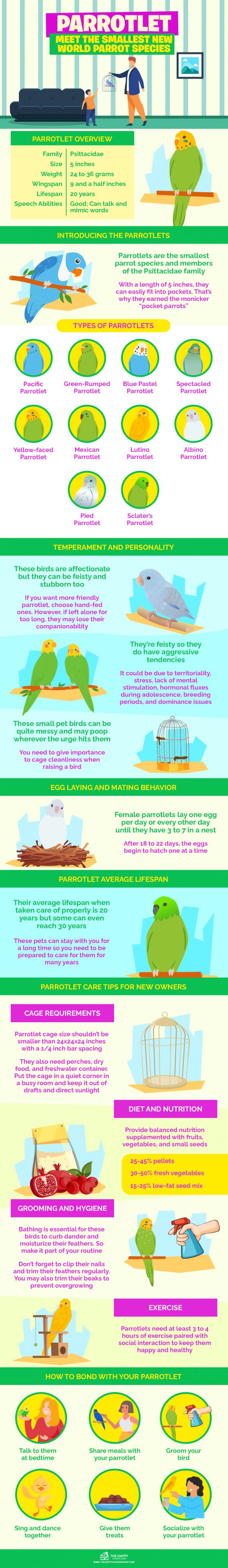 Parrotlet Daily Routine And Mental Stimulation Importance photo