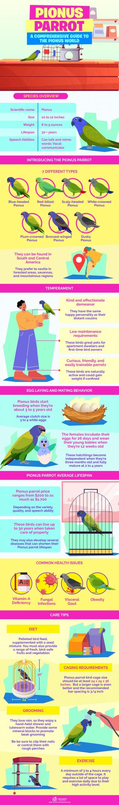 Pionus Parrot infographics