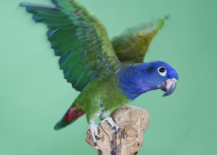 Pionus Parrot Lifespan