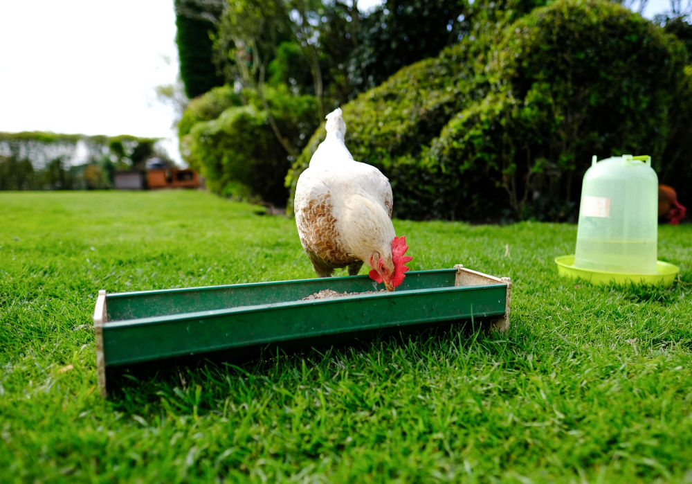 The 5 Best Chicken Feeders: Chick And Chicken Feeders - The Happy Chicken Coop