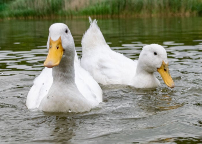 Ducks in water - how much space of water do ducks need