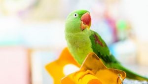 best bird names