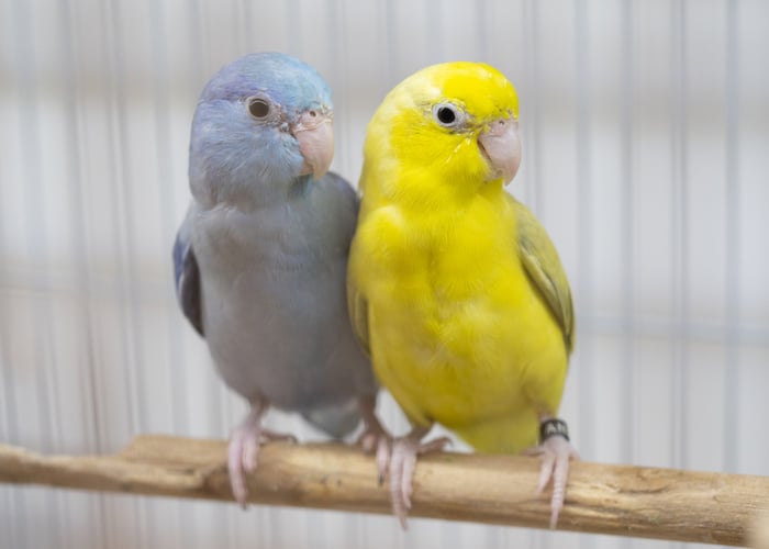 best parrot names