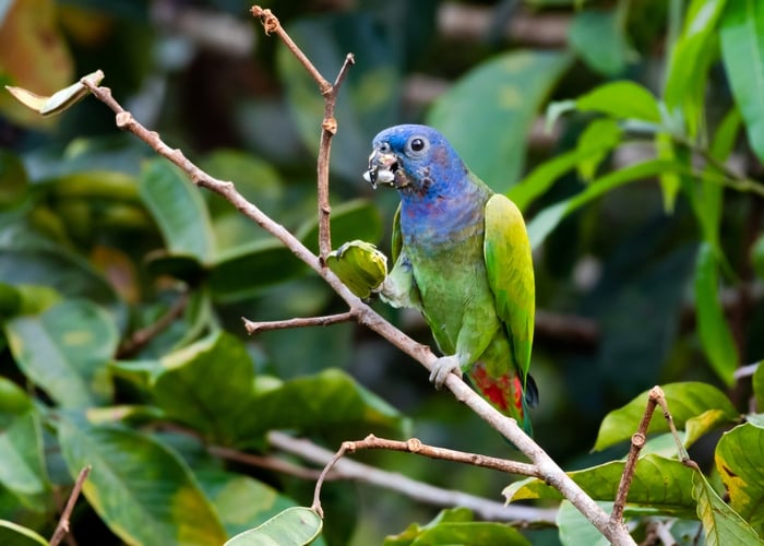 blue headed pionus parrot