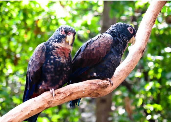 bronze-winged pionus parrot