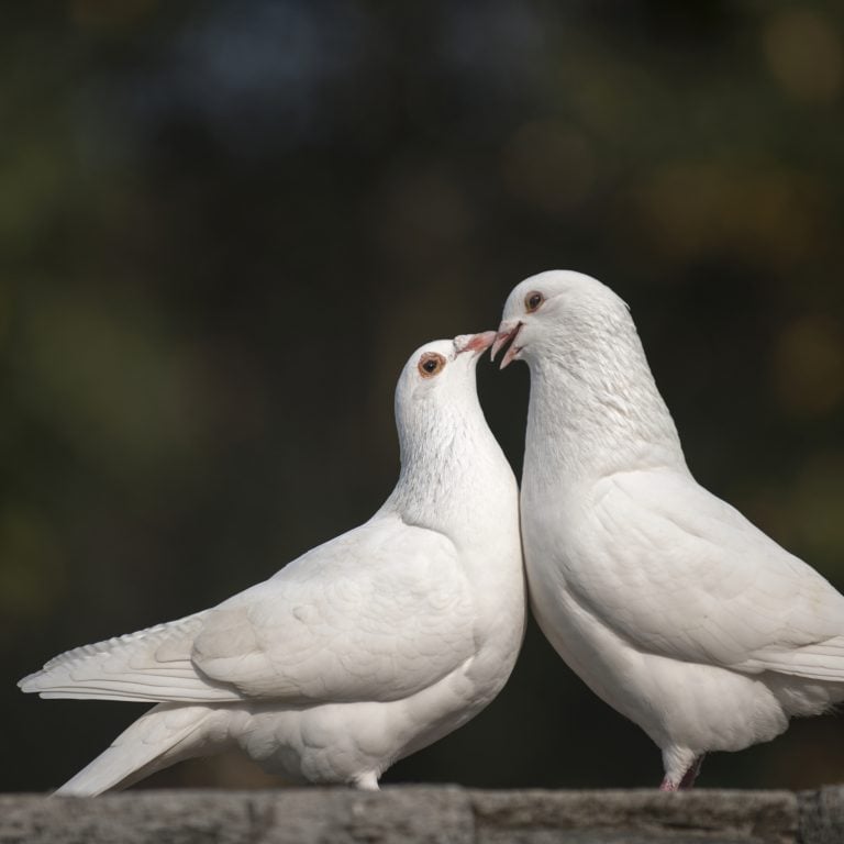 10 Cheapest Pet Birds - The Most Affordable Options for Beginners