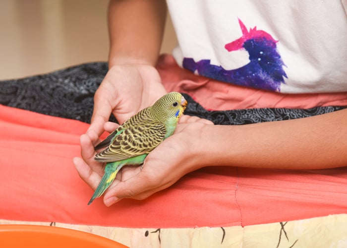 cheapest pet bird