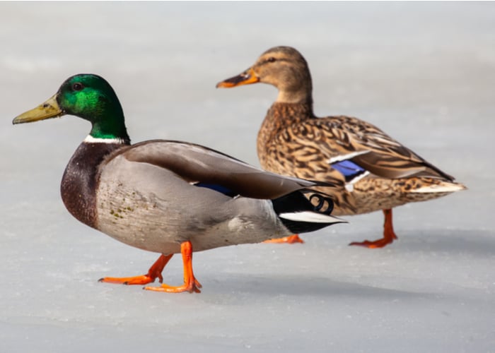 Mallard Ducks - Get to Know More About These Flying Wild Ducks