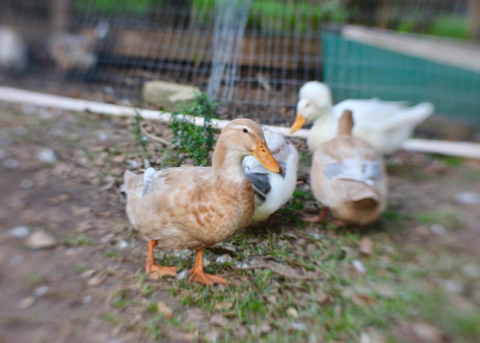 female saxony duck