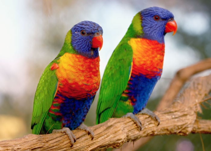 lorikeet in pairs