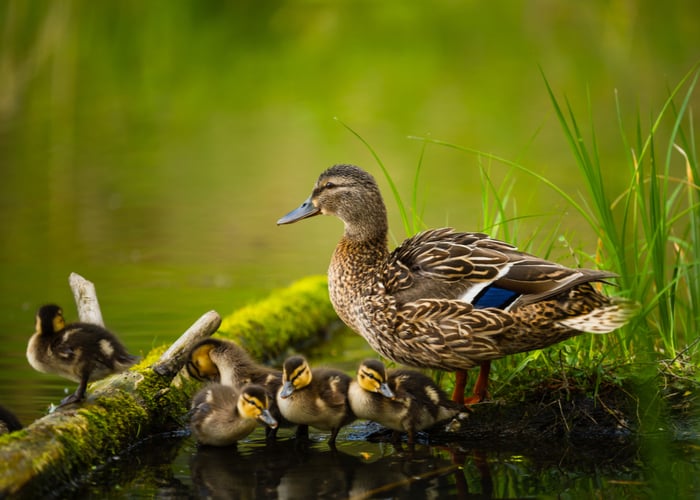 Mallard Ducks - Get to Know More About These Flying Wild Ducks