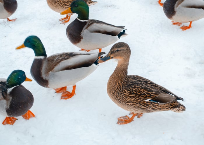 Mallard Ducks - Get to Know More About These Flying Wild Ducks