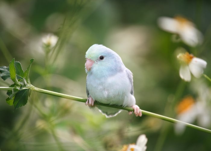 parrotlet bird temperament