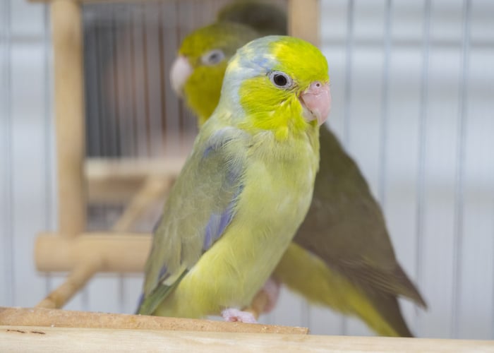 parrotlet for sale