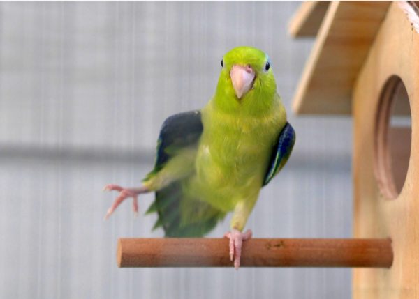 Picture of Parrotlet — Meet The Smallest New World Parrot Species