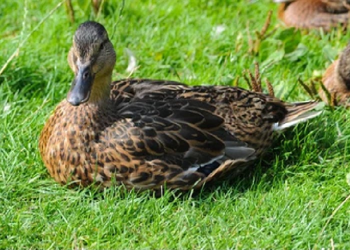 rouen duck for meat and eggs