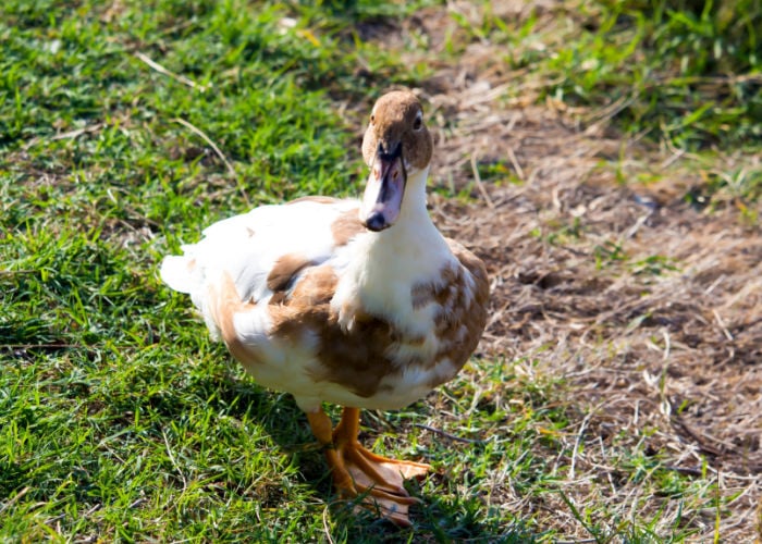 saxony duck breed