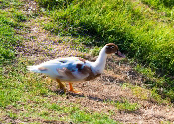 saxony duck white and brown