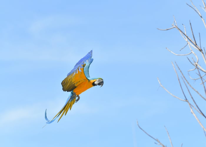 What's It Mean When A Bird Flies In Your House